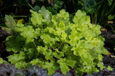 heuchera  lime marmelade 