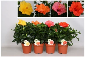 hibiscus