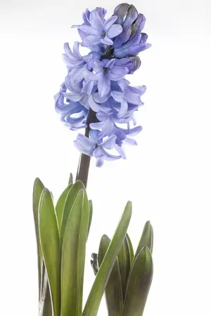 hyacinthus orientalis - afbeelding 1
