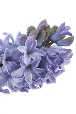 hyacinthus orientalis - afbeelding 3