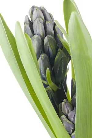 hyacinthus orientalis - afbeelding 4