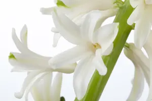 hyacinthus orientalis - afbeelding 5