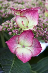 hydrangea