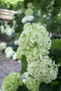 hydrangea a. annabelle