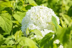 hydrangea a.  annabelle  - afbeelding 4