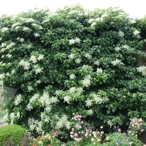 hydrangea anomala petiolaris