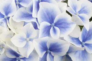 hydrangea gr