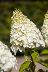hydrangea magical