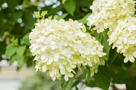 grote pot - afbeelding 3