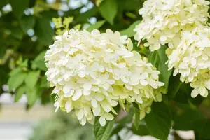 grote pot - afbeelding 3