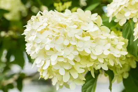 grote pot - afbeelding 4