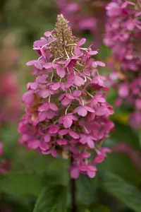 hydrangea pan. pinky winky - afbeelding 2