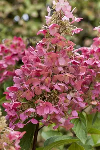 hydrangea pan. pinky winky - afbeelding 4