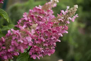 hydrangea pan. pinky winky