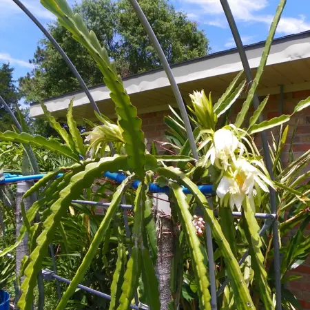 hylocereus guatemalensis