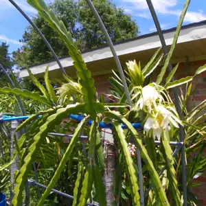 hylocereus guatemalensis