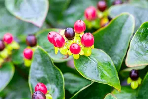 25-35 cm. C2 - afbeelding 4