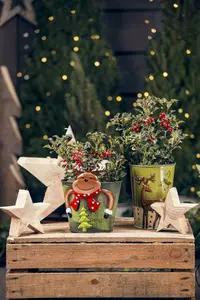 ilex aquifolium - afbeelding 2