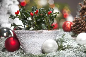 ilex aquifolium - afbeelding 3