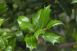 ilex aquifolium
