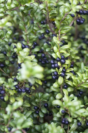 ilex cren.  convexa  25-30 cm. c2 - afbeelding 4
