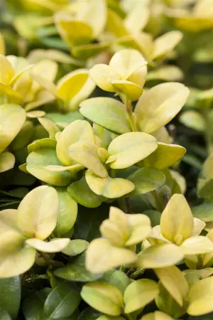 60-65 cm. P40 - afbeelding 5