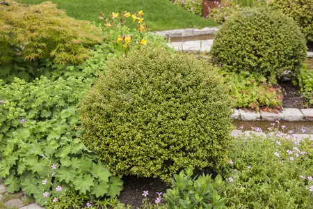 60-65 cm. P40 - afbeelding 3