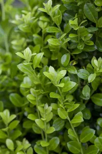 ilex cren.  luxus hedge®