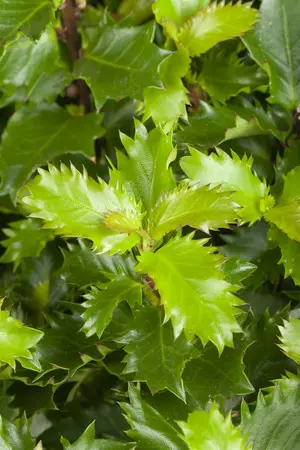 40-45 cm Bol C10 - afbeelding 2