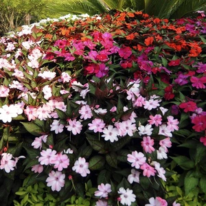 impatiens hybrida sunpatiens