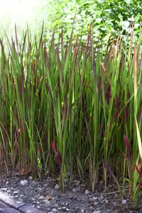 imperata cylindrica   red baron  - afbeelding 2