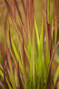 imperata cylindrica   red baron  - afbeelding 4