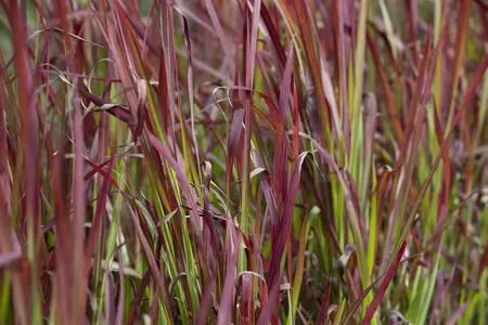 imperata cylindrica   red baron  - afbeelding 1