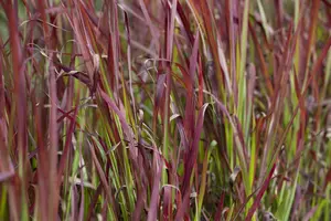 imperata cylindrica   red baron