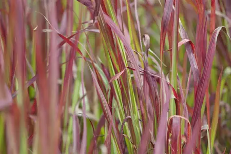 imperata cylindrica   red baron  - afbeelding 5