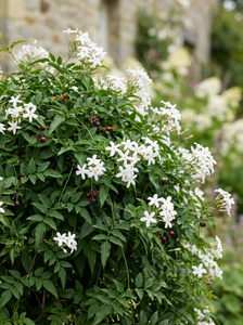 jasminum