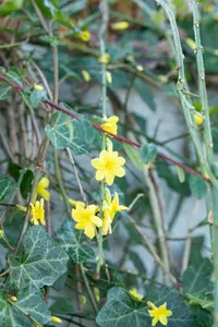 jasminum nudiflorum - afbeelding 4