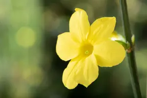 jasminum nudiflorum