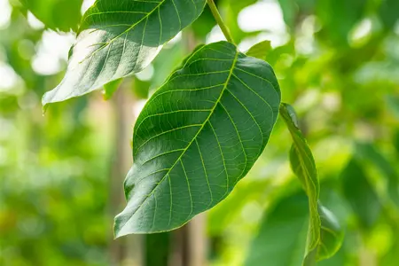 juglans regia  broadview  - afbeelding 3