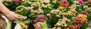 kalanchoë