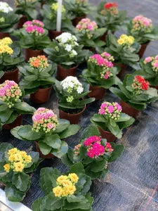kalanchoë calandiva