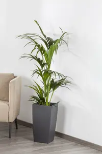 kentia howea 2 - afbeelding 5