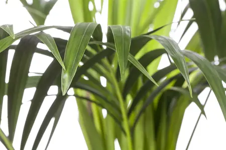 kentia howea 2 - afbeelding 1