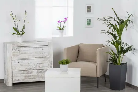 kentia howea 2 - afbeelding 4