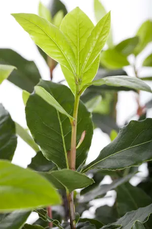 40 cm. P14 - afbeelding 2