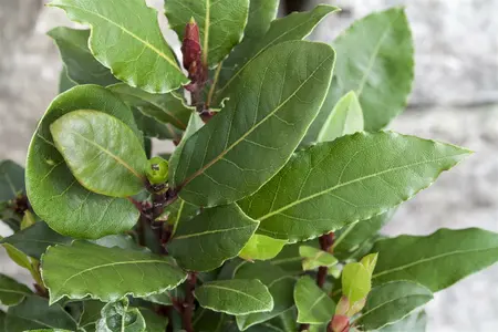 40 cm. P14 - afbeelding 5