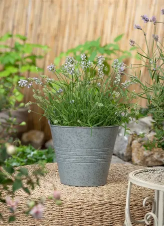 pot9cm - afbeelding 3