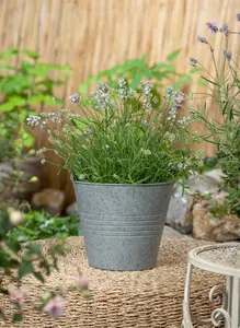 pot9cm - afbeelding 3