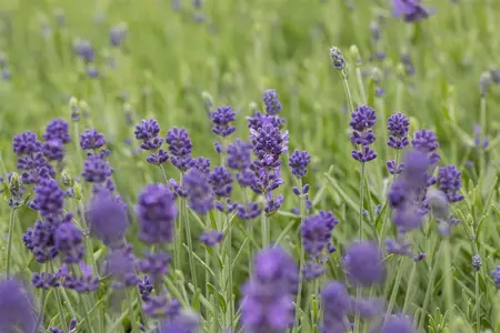 pot9cm - afbeelding 4