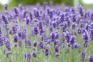 lavandula ang. hidcote